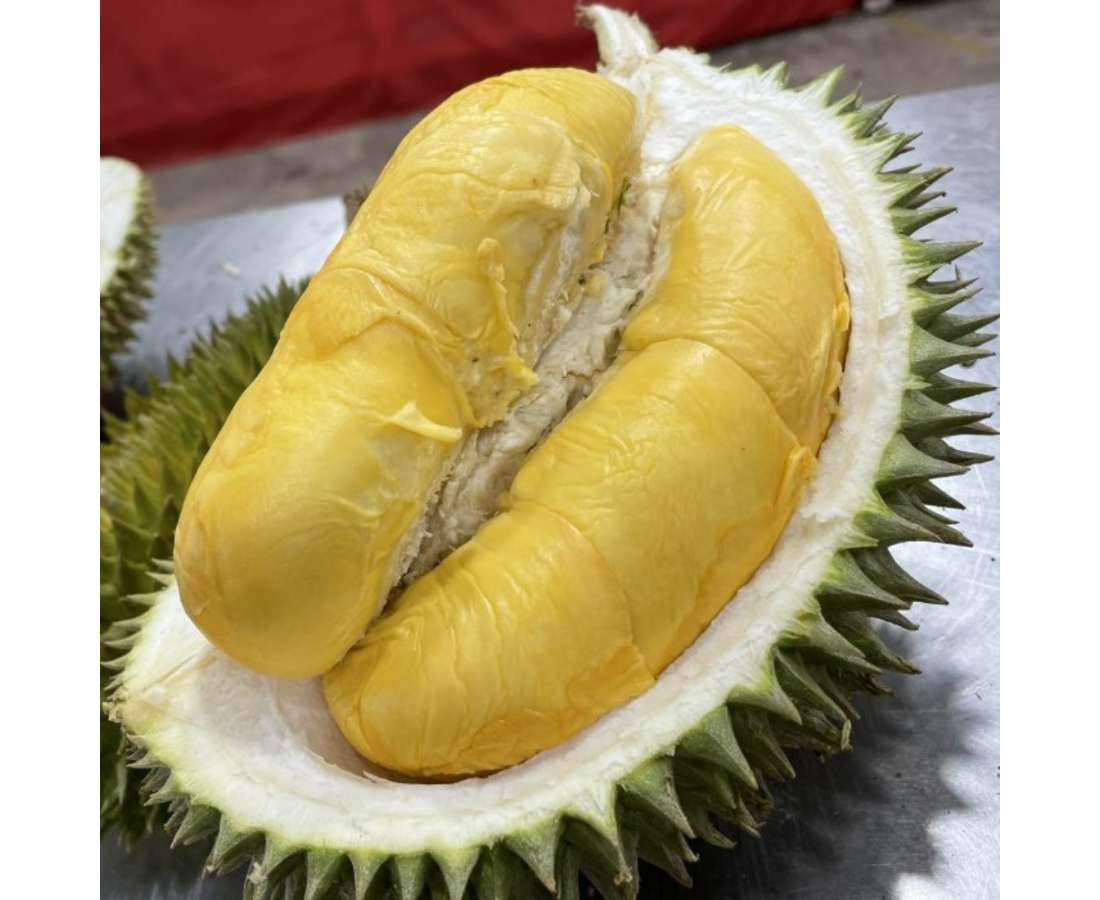 Anak Pokok :: DURIAN MASMUAR/IOI ( D168 )
