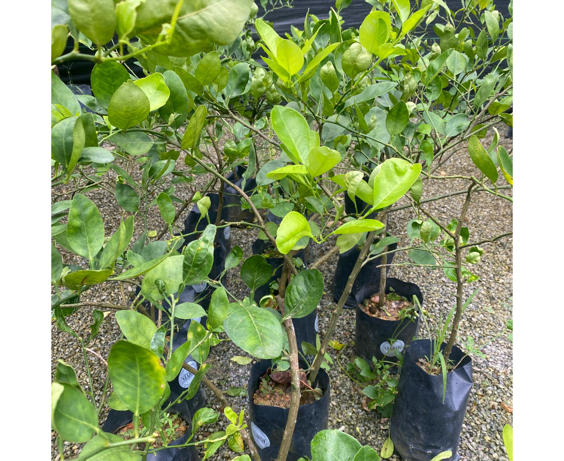 Anak Pokok :: LIMAU NIPIS