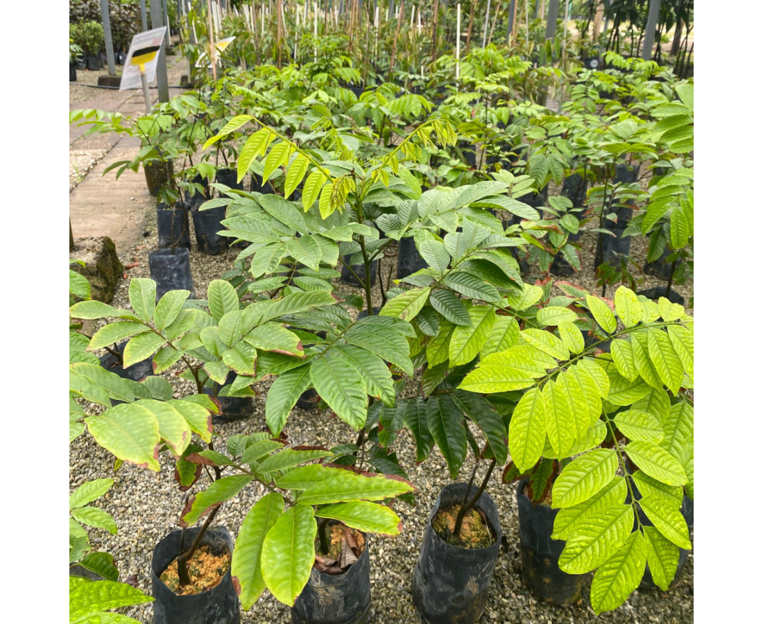 Anak Pokok :: PULASAN